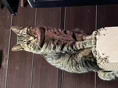 ペット画像