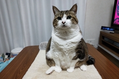 ペット画像