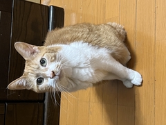 ペット画像