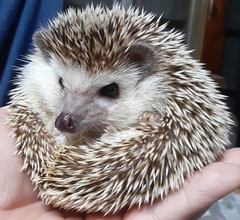 ペット画像