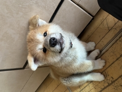 ペット画像