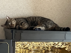 ペット画像