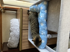 ペット画像