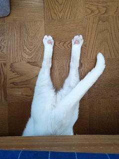 ペット画像