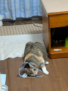 ペット画像