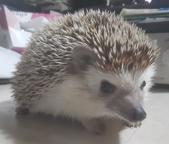 ペット画像
