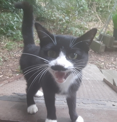 ペット画像