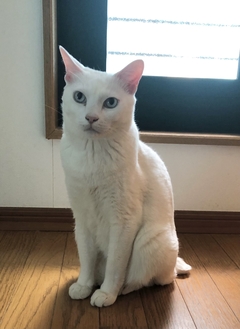 ペット画像