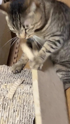 ペット画像