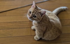 ペット画像