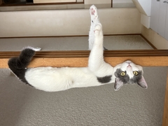 ペット画像