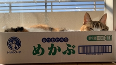 ペット画像